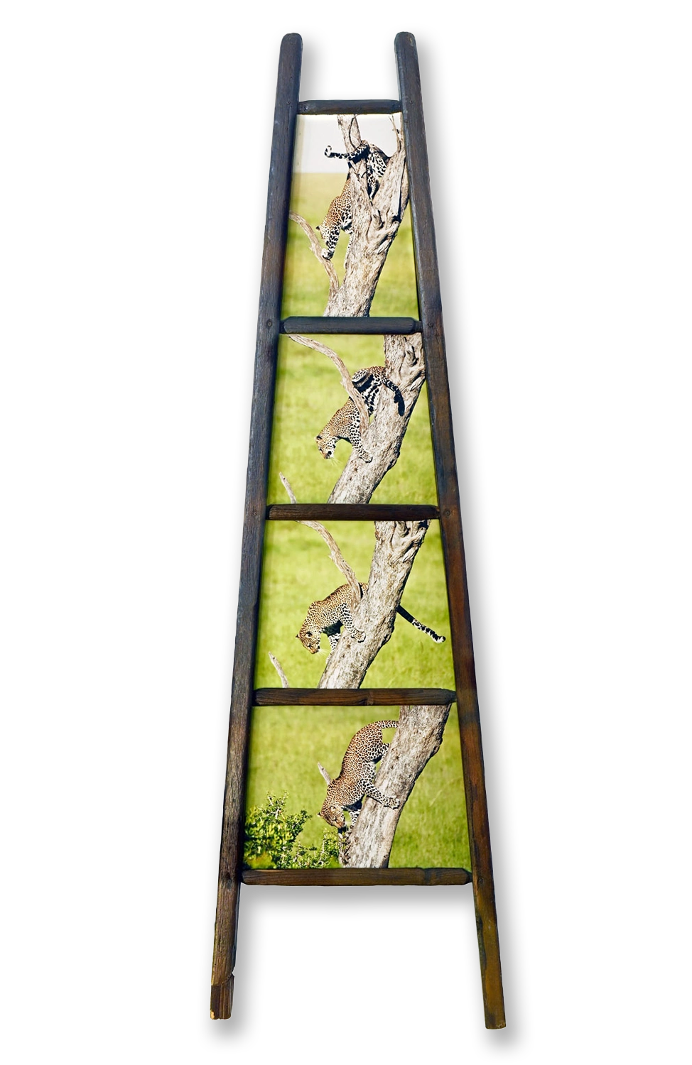 LA SCALA DEL LEOPARDO- Maximum width 47 cm x Maximum height 147 cm Kenya. 2006.