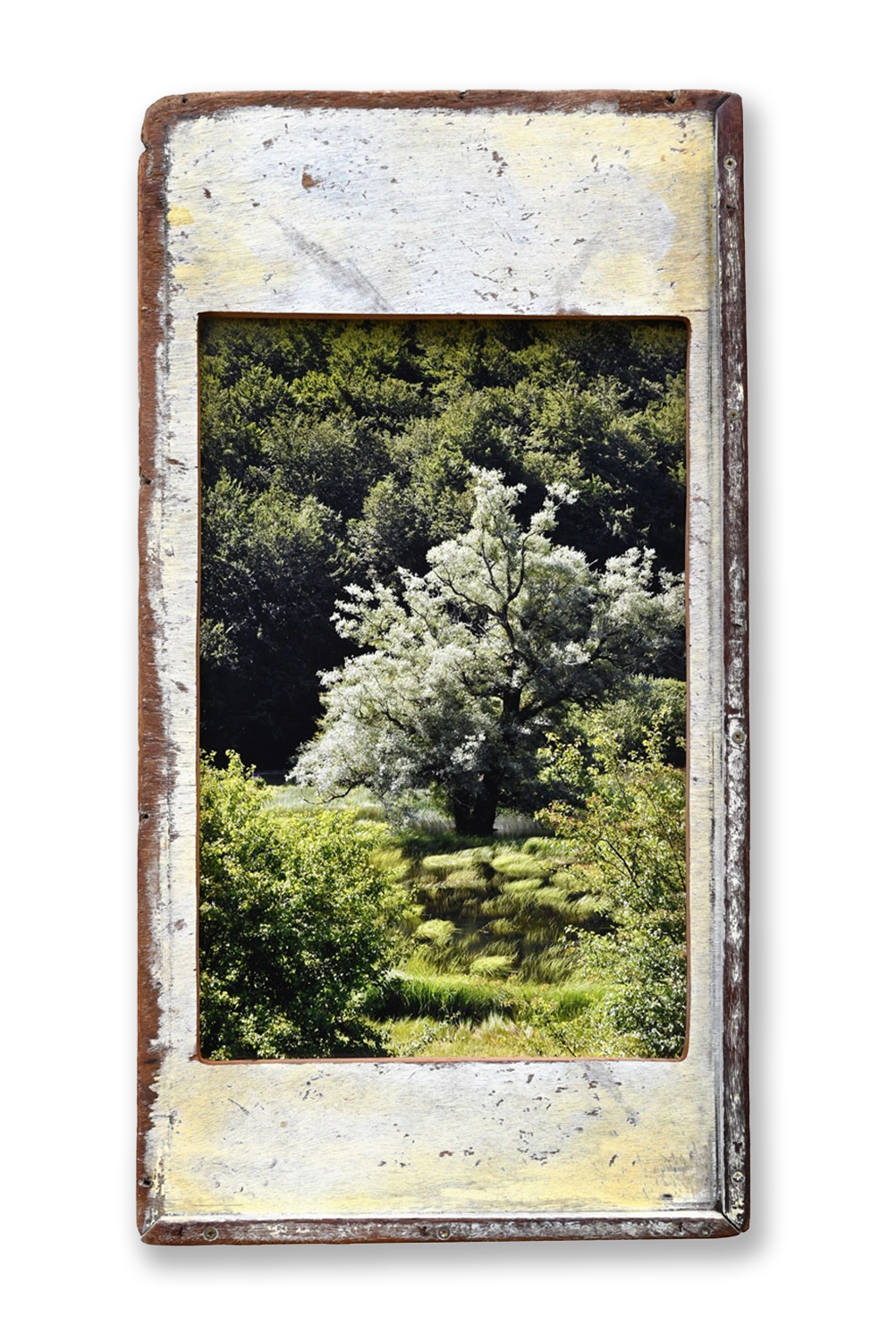 VERDE MATESE cm 44 x 80 Molise, Italy, 2020.